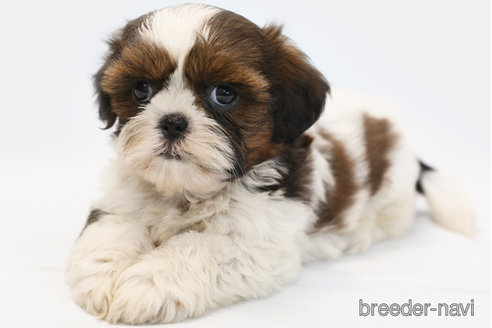 成約済の神奈川県のシーズー-346842の2枚目